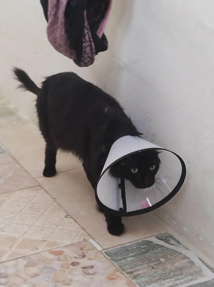 Gato ra a Angorá idade 3 anos nome Nina