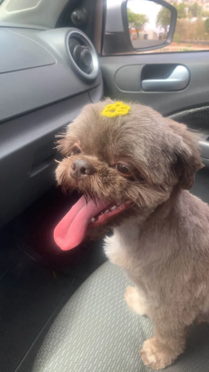 Cachorro ra a Shitzu idade 3 anos nome Theodoro 