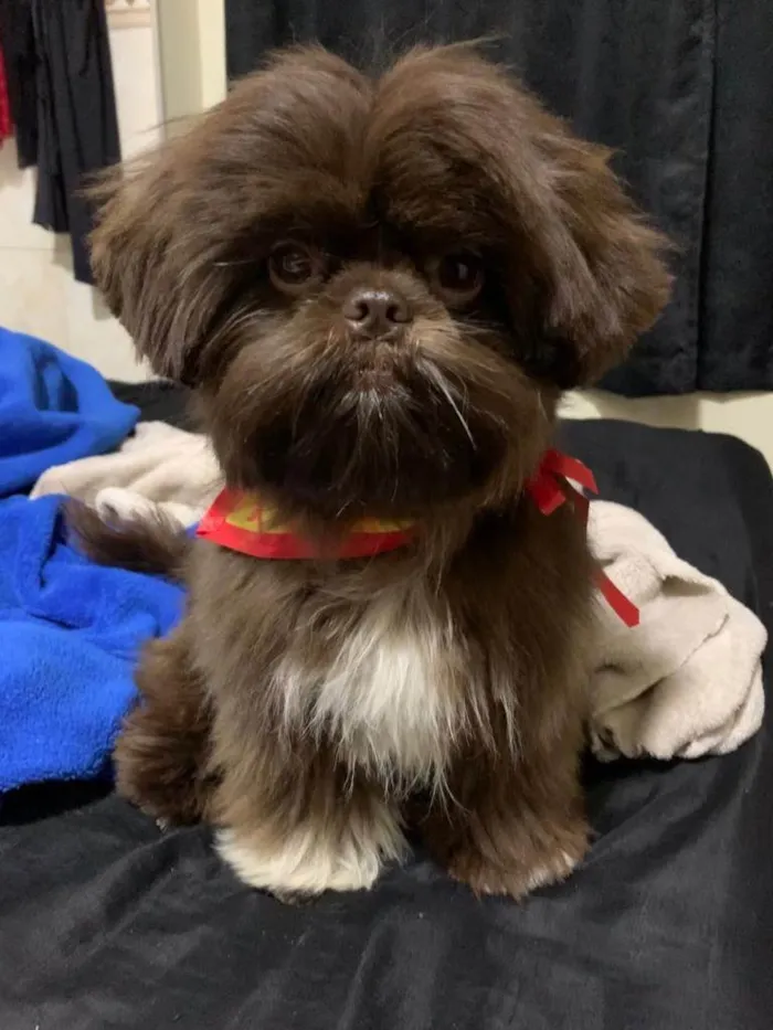 Cachorro ra a Shitzu idade 3 anos nome Theodoro 