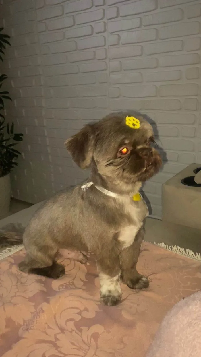 Cachorro ra a Shitzu idade 3 anos nome Theodoro 