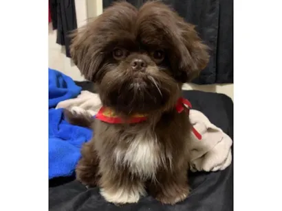 Cachorro raça Shitzu idade 3 anos nome Theodoro 