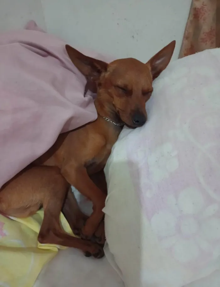 Cachorro ra a Pinscher idade 1 ano nome Paçoca 