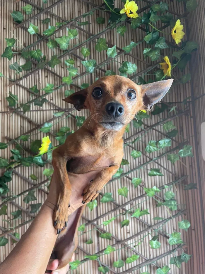 Cachorro ra a Pinscher idade 1 ano nome Paçoca 