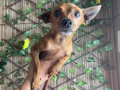 Cachorro raça Pinscher idade 1 ano nome Paçoca 