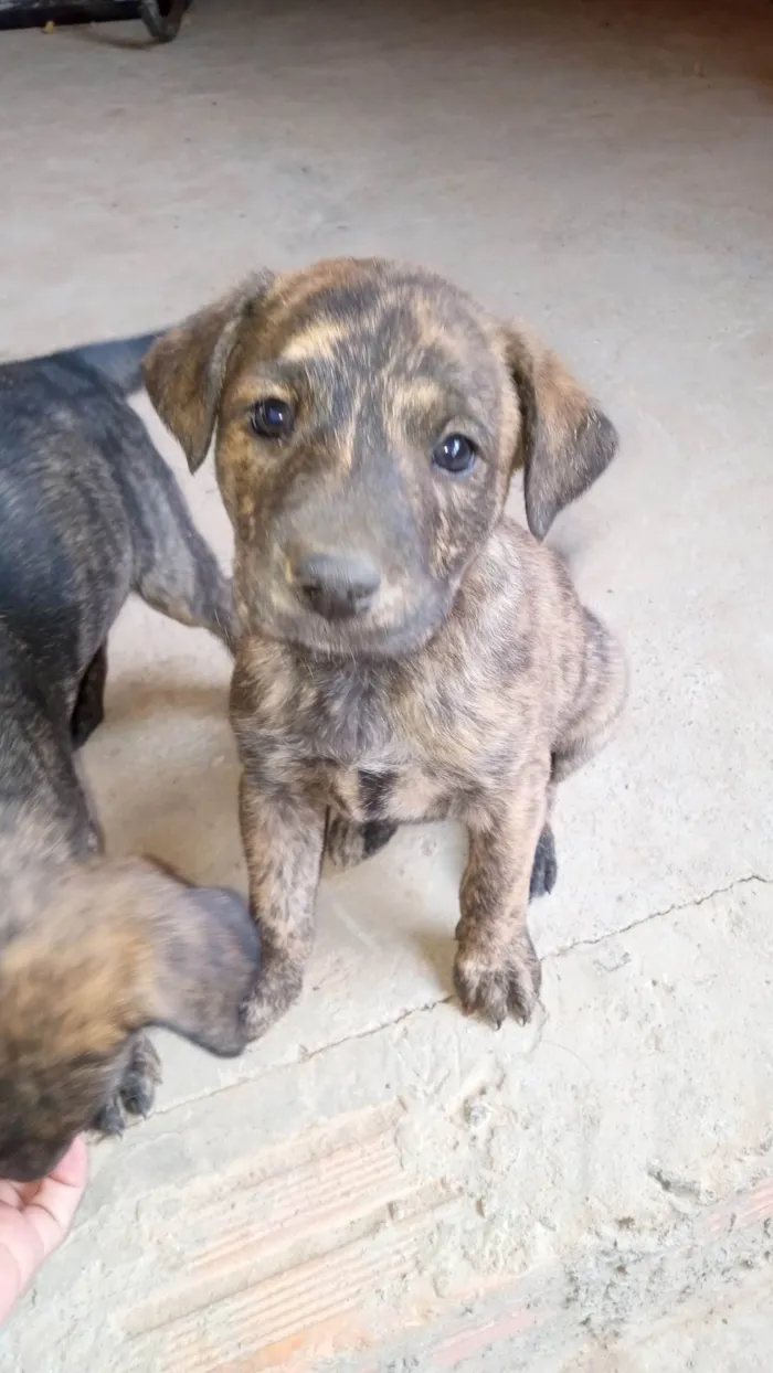 Cachorro ra a SRD-ViraLata idade Abaixo de 2 meses nome Ainda não tem 