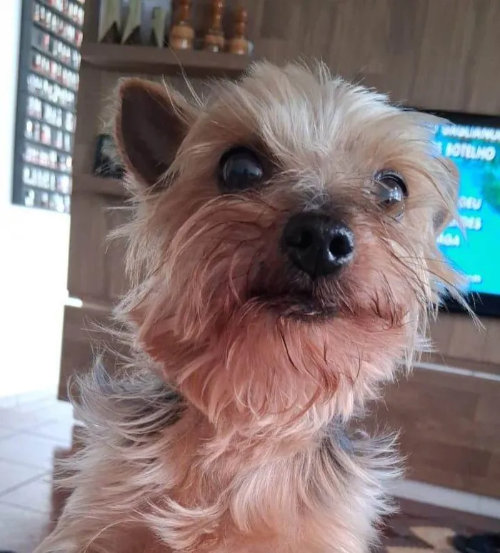 Cachorro ra a Yorkshire idade 6 ou mais anos nome Levi