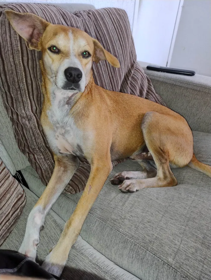 Cachorro ra a SRD-ViraLata idade 2 anos nome Bobby