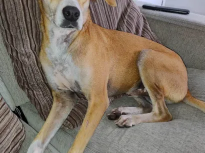 Cachorro raça SRD-ViraLata idade 2 anos nome Bobby