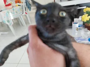 Gato raça SRD-ViraLata idade 2 a 6 meses nome Blade