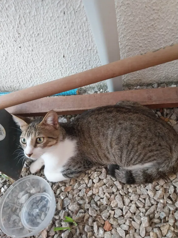 Gato ra a SRD-ViraLata idade 7 a 11 meses nome Feliciano