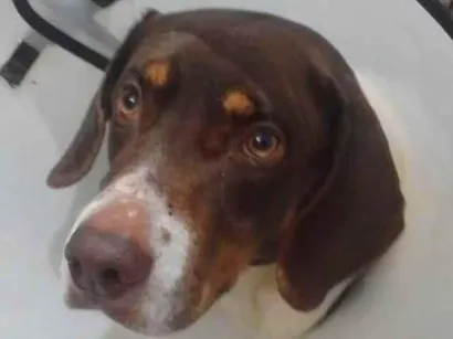 Cachorro raça SRD-ViraLata idade 4 anos nome Frederico