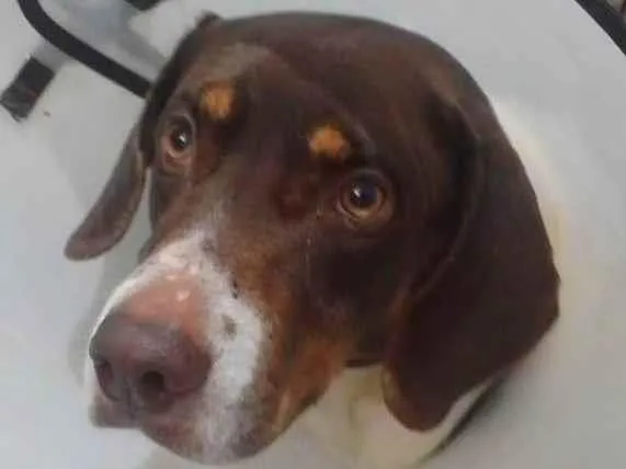 Cachorro ra a SRD-ViraLata idade 4 anos nome Frederico