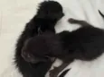 Filhote de gato!