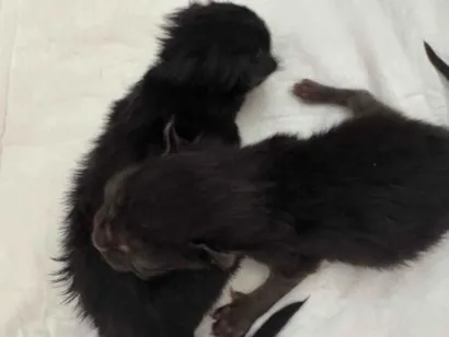 Gato raça SRD-ViraLata idade Abaixo de 2 meses nome Filhote de gato!