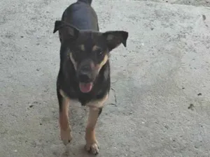 Cachorro raça SRD-ViraLata idade 7 a 11 meses nome Aslan e Luke