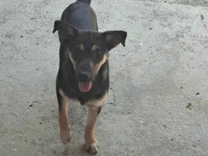 Cachorro raça SRD-ViraLata idade 7 a 11 meses nome Aslan e Luke