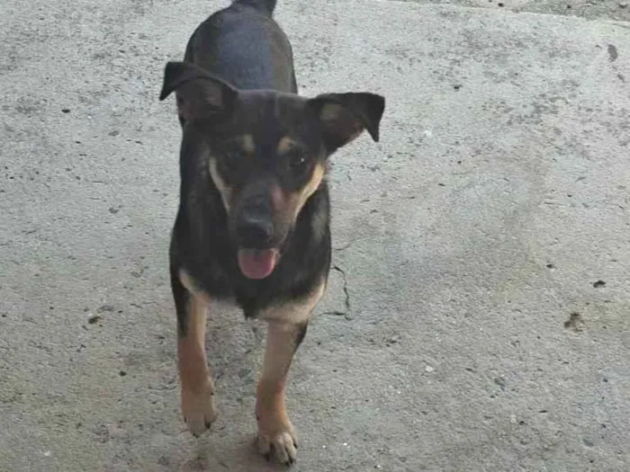 Cachorro ra a SRD-ViraLata idade 7 a 11 meses nome Aslan e Luke