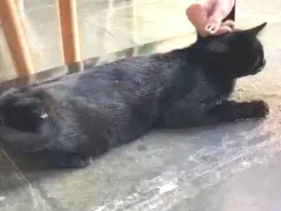 Gato raça SRD-ViraLata idade 2 anos nome Bruce Wayne