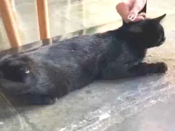 Gato ra a SRD-ViraLata idade 2 anos nome Bruce Wayne