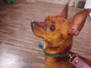 Cachorro raça Pinscher idade 2 anos nome Pinscher Marrom 