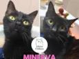 Minerva