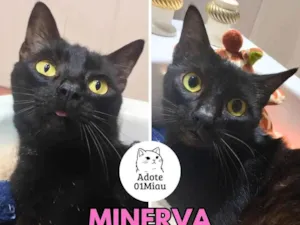 Gato raça SRD-ViraLata idade 6 ou mais anos nome Minerva