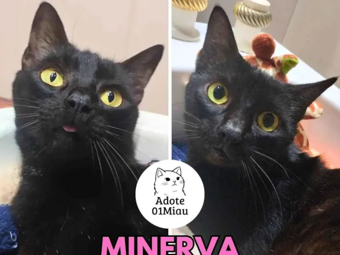 Gato ra a SRD-ViraLata idade 6 ou mais anos nome Minerva