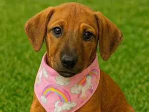 Cachorro raça SRD-ViraLata idade 2 a 6 meses nome Isis