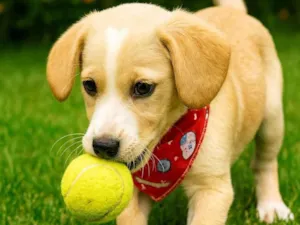 Cachorro raça SRD-ViraLata idade 2 a 6 meses nome Pingo