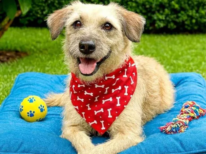 Cachorro ra a SRD-ViraLata idade 2 anos nome José