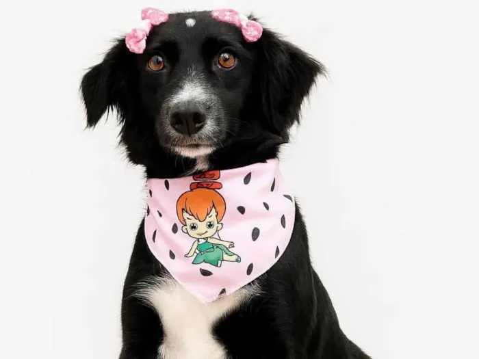 Cachorro raça SRD-ViraLata idade 2 anos nome Dama