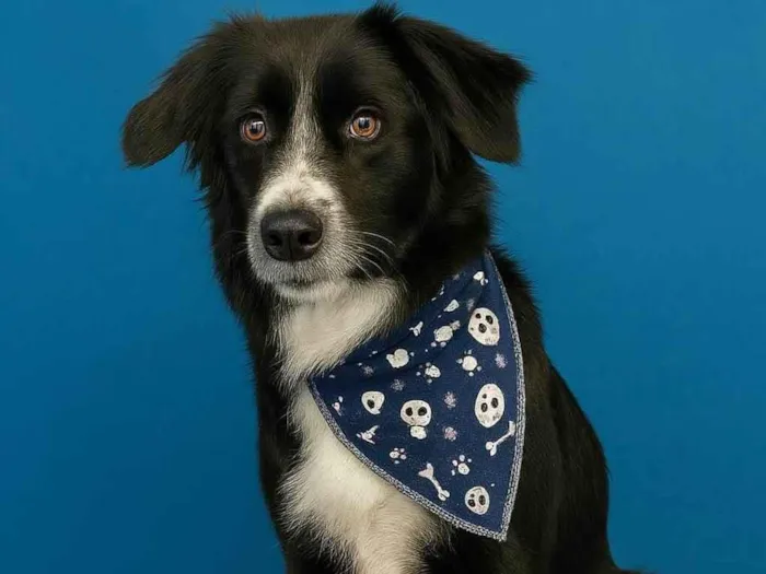 Cachorro ra a SRD-ViraLata idade 2 anos nome Gael 