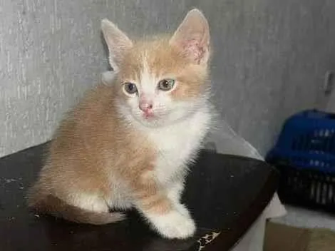 Gato ra a Angorá idade Abaixo de 2 meses nome Ele n tem nome 