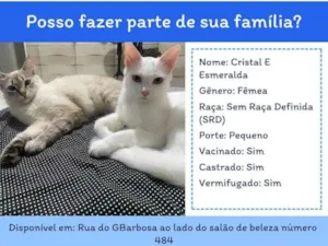 Gato raça SRD-ViraLata idade 1 ano nome Cristal 