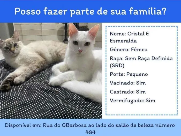 Gato ra a SRD-ViraLata idade 1 ano nome Esmeralda 