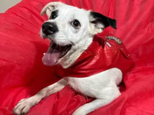 Cachorro raça SRD-ViraLata idade 3 anos nome Boby