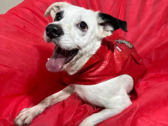 Cachorro ra a SRD-ViraLata idade 3 anos nome Boby