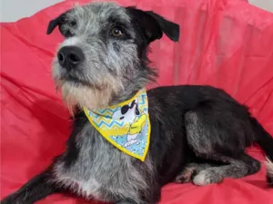 Cachorro raça SRD-ViraLata idade 1 ano nome Juca