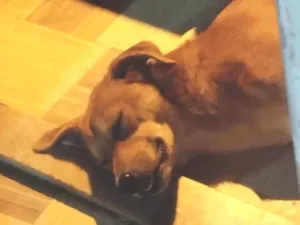 Cachorro raça SRD-ViraLata idade Abaixo de 2 meses nome WILLIAN ALVES DE SOUZA