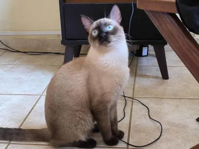 Gato raça Siamês idade 1 ano nome Arnold