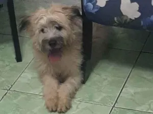 Cachorro raça SRD-ViraLata idade 2 a 6 meses nome Nami