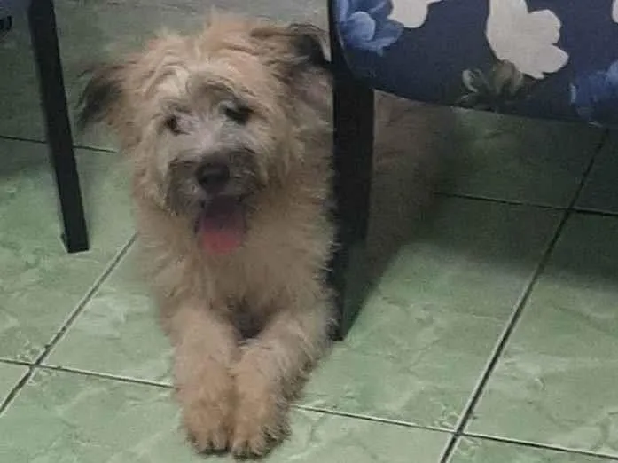 Cachorro ra a SRD-ViraLata idade 2 a 6 meses nome Nami