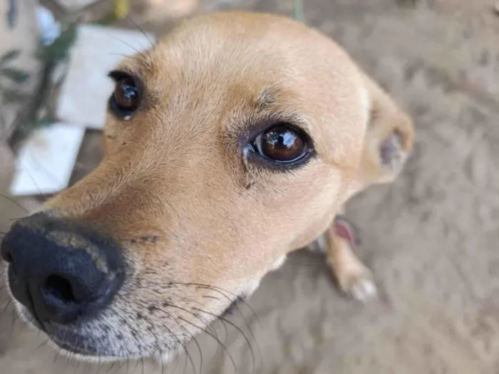 Cachorro ra a SRD-ViraLata idade 3 anos nome Cherrie
