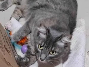 Gato raça SRD-ViraLata idade 2 a 6 meses nome Luna