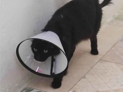 Gato raça Angorá idade 3 anos nome Nina 
