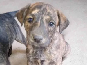 Cachorro raça SRD-ViraLata idade Abaixo de 2 meses nome Ainda não tem 