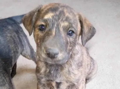Cachorro raça SRD-ViraLata idade Abaixo de 2 meses nome Ainda não tem 