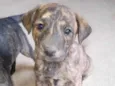 Cachorro ra a SRD-ViraLata idade Abaixo de 2 meses nome Ainda não tem 
