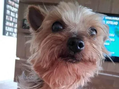 Cachorro raça Yorkshire idade 6 ou mais anos nome Levi