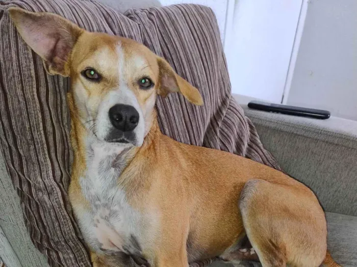 Cachorro ra a SRD-ViraLata idade 2 anos nome Bobby